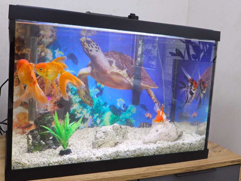 1843 image for slide