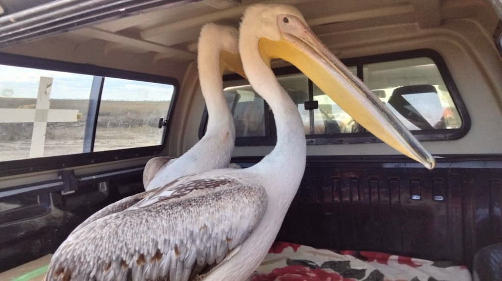 3350 image for slide