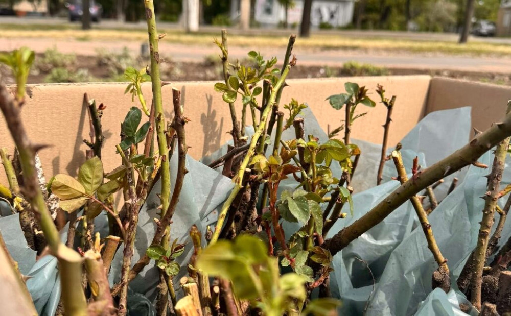 3650 image for slide