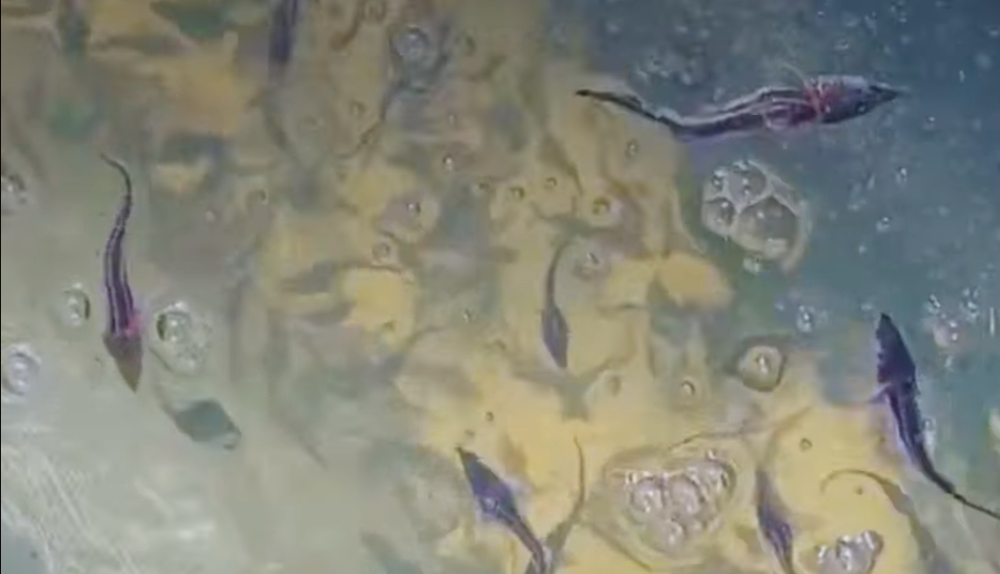 3943 image for slide