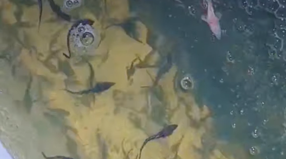 3944 image for slide