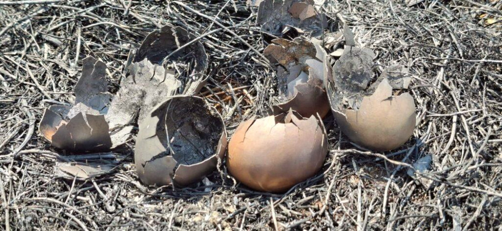 4335 image for slide