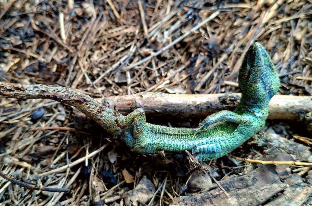 4336 image for slide