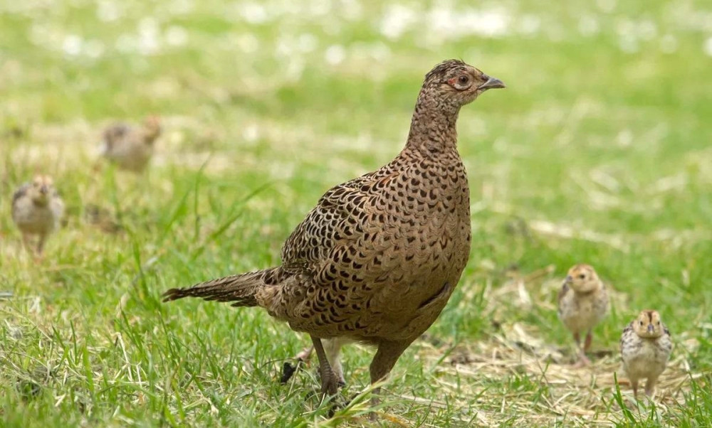 5218 image for slide