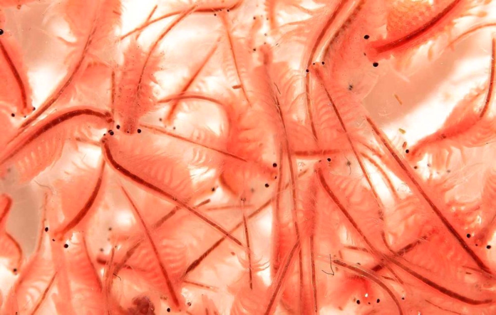 5240 image for slide