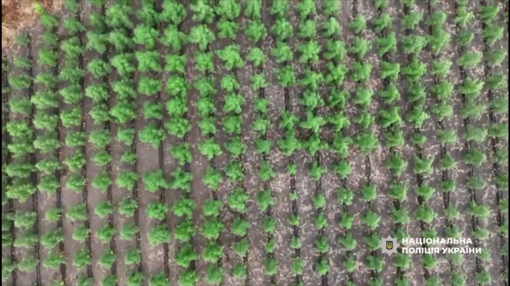 6533 image for slide